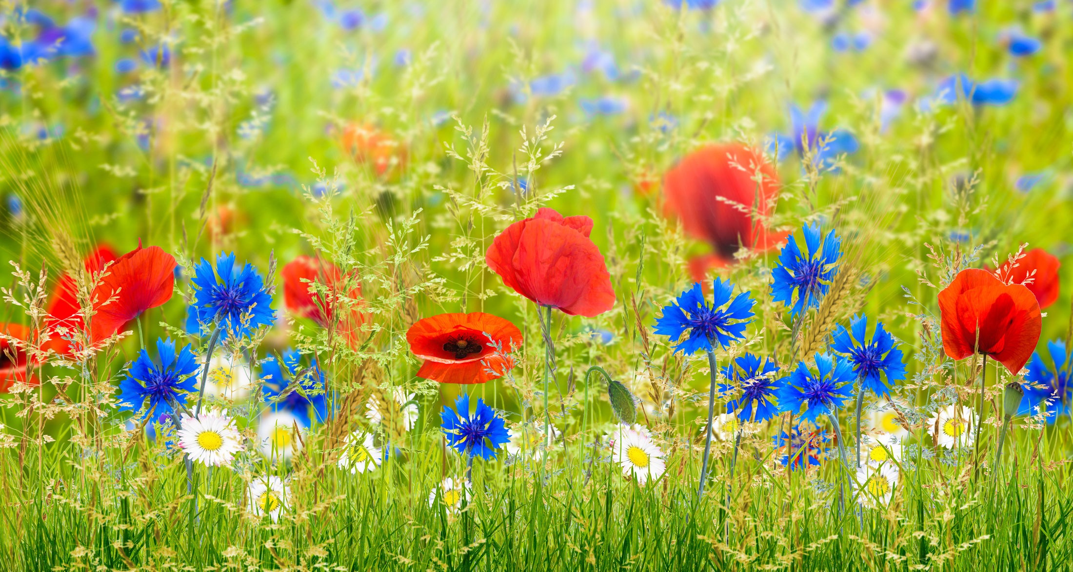 Lire la suite à propos de l’article Den blomstertid nu kommer